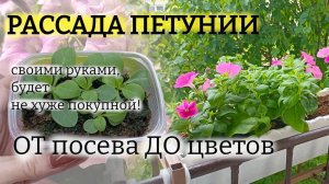 Выращиваю рассаду ПЕТУНИИ только ТАК ? Крепкие, шариком и ЦВЕТУТ к лету! Попробуйте: рассказываю