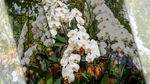 Орхидеи - интересные факты.