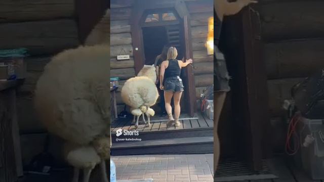 Альпака в Таежных банях смотреть онлайн