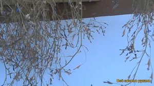 Лобелия. Как Собрать Семена Лобелия, Легко?