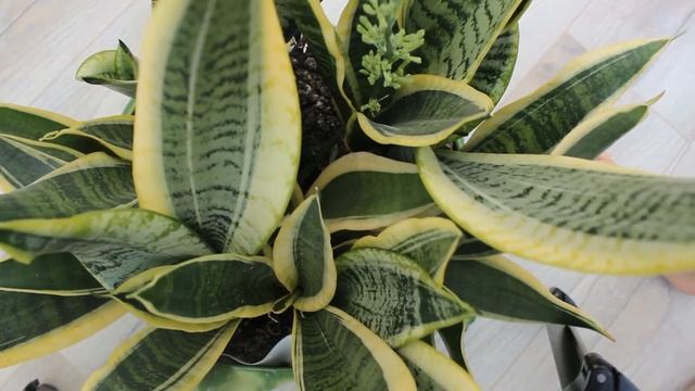 Сансервьера (сансевиерия) цветет.Sansevieria.