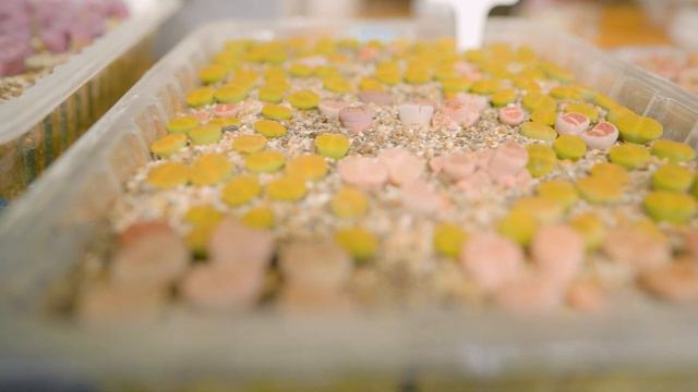 Shopping For My First Lithops | CSSSA Spring Show And Sale 2022 #lithops