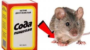 Как избавиться от мышей за 3 минуты...!....