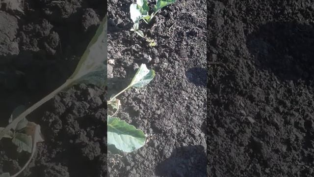 Тля на капусте! смотреть онлайн