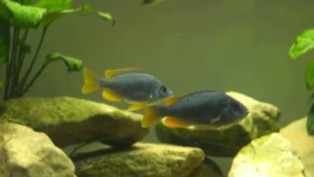 Copadichromis borleyi Kadango F1 смотреть онлайн