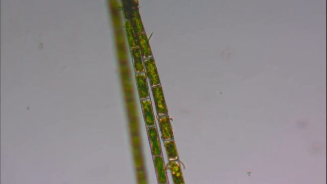 Нитчатая водоросль в аквариуме под микроскопом. Green Hair Algae смотреть онлайн