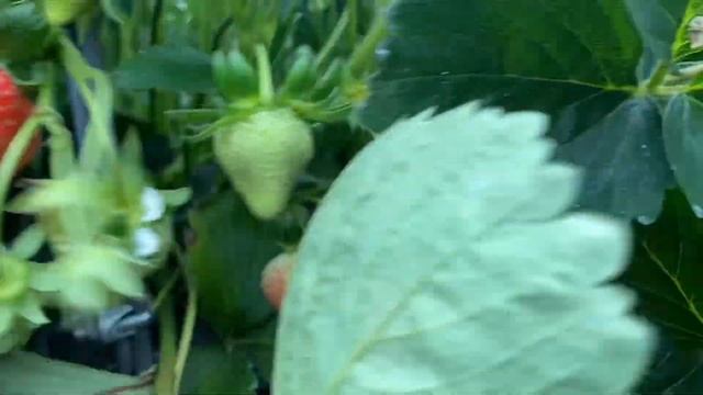 Как собирать клубнику? Сорт Majestic, Работа в Англии. смотреть онлайн