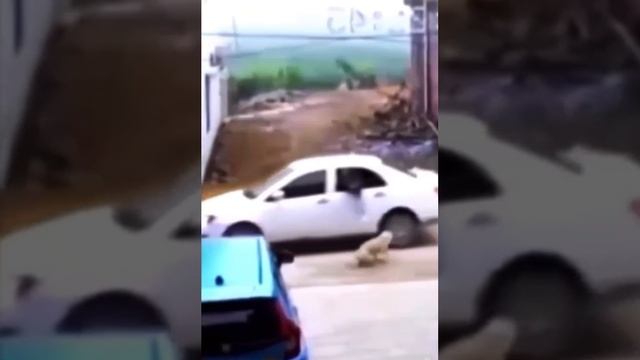 Не стоит дразнить собаку смотреть онлайн