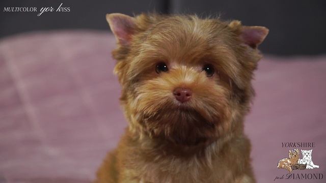 Ilan / Илан ; Iton / Итон