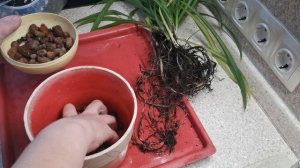 Хлорофитум в вазе... А нужен ли ему грунт? Пересадка хлорофитума