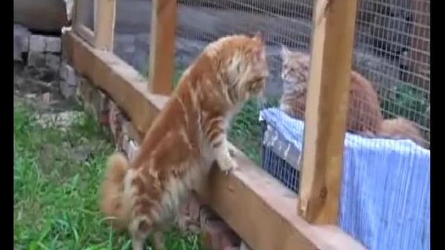 Майкл, кот, красный мрамор, Мейн Кун смотреть онлайн