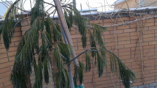 Pinus strobus Pendula Сосна веймутовая Пендула смотреть онлайн