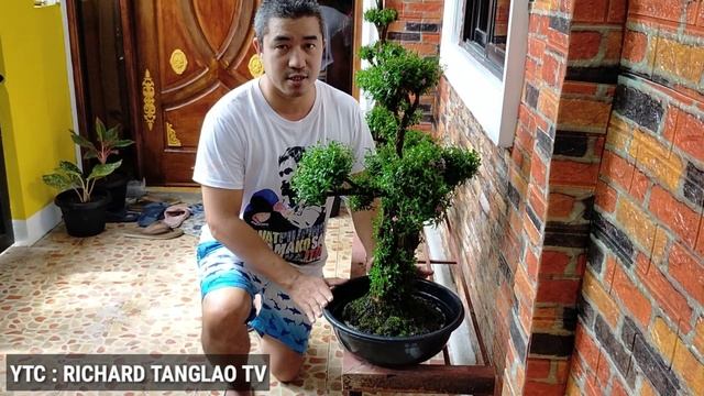 CUPHEA BONSAI CARE TIPS EPISODE 2 смотреть онлайн