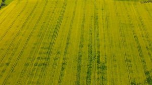 РАПССОДИЯ | РАПСОВЫЕ поля Новосибирской области | #новосибирск #рапс