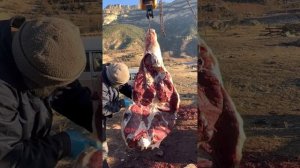 Разделка ляжки большого быка на сушку / Большой бык из Дагестана / Разделка мяса на сушку