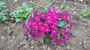 Примула.Особенности ухода за Примулой.