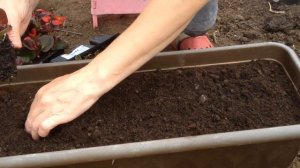 БЕГОНИЯ ВЕЧНОЦВЕТУЩАЯ. ПОСАДКА В КАШПО.