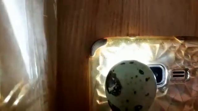 Выбраковка яйца. Есть кто живой?! смотреть онлайн