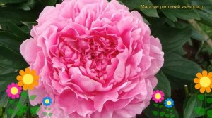 Пион молочноцветковый Вивид Роза. Краткий обзор, описание paeonia lactiflora Vivid Rose
