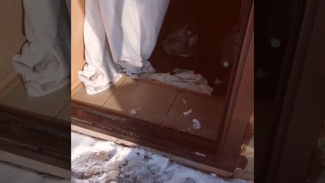 Французский бульдог не хочет гулять по морозу🙂 смотреть онлайн