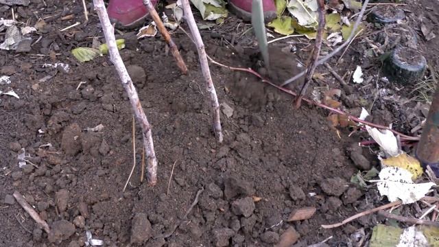 Ремонтантная малина ✌️ Два урожая в год в средней полосе смотреть онлайн