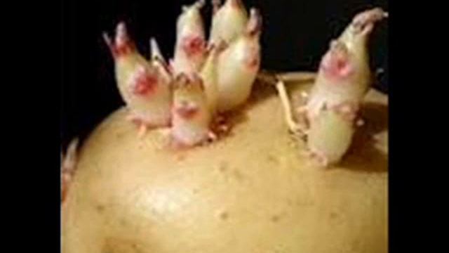 Что такое клубень? смотреть онлайн