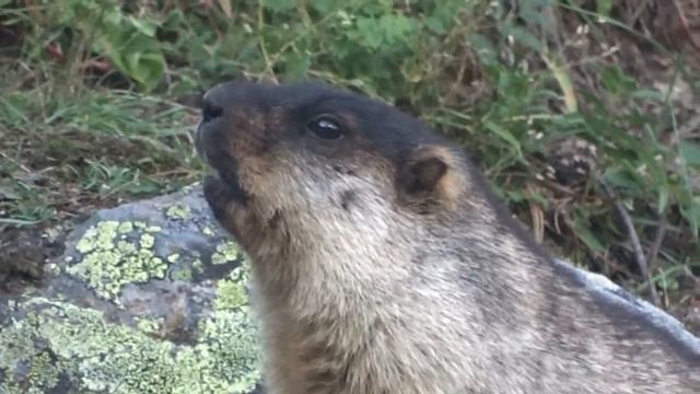 Черношапочный сурок в Байкало-Ленском заповеднике смотреть онлайн