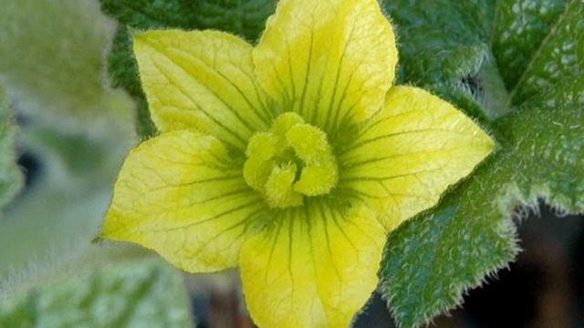 БЕШЕНЫЙ ОГУРЕЦ. Не обойтись без саперов | Экзотика на вашем участке смотреть онлайн