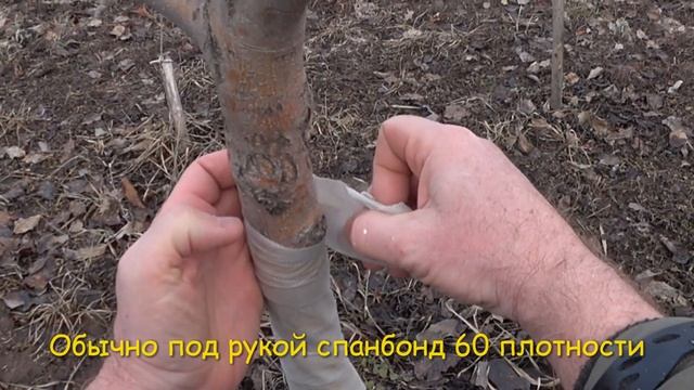 Как побелить деревья в мороз? Бинтуем молодые деревья. смотреть онлайн