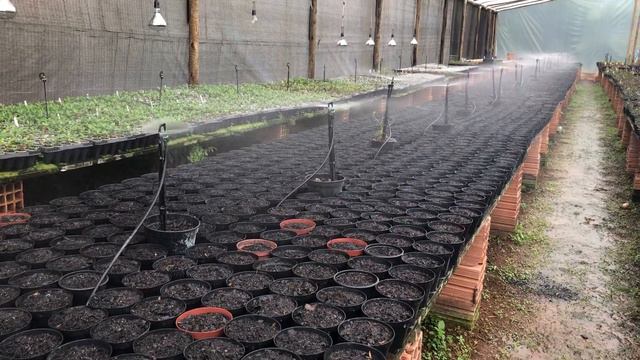 Parte 3 - Germinação de sementes de Rosa do Deserto. смотреть онлайн