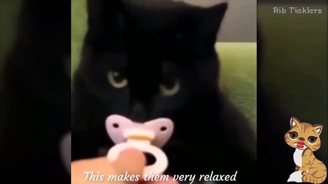 Kittens Love Pacifiers смотреть онлайн
