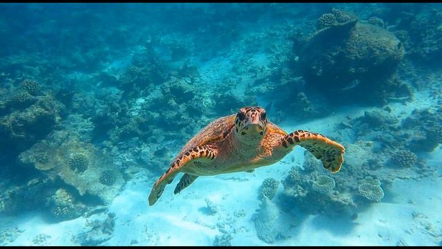 Cocogiri Island Resort, Vaavu Atoll, Maldives смотреть онлайн