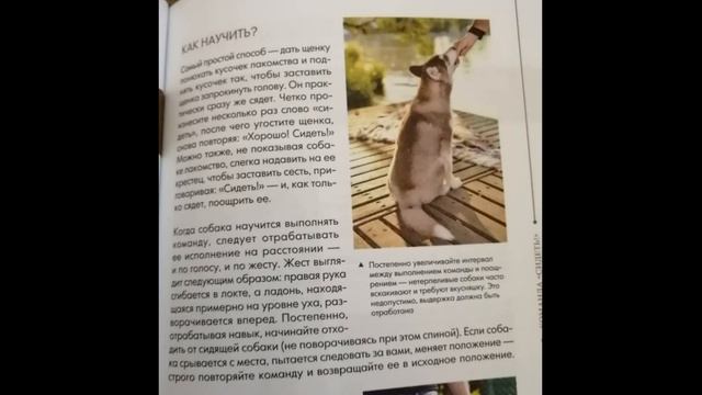 Как научить собаку команде сидеть?Покажем в этом видео с Чапкой! смотреть онлайн