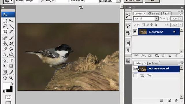 Photoshop Crop Tool смотреть онлайн