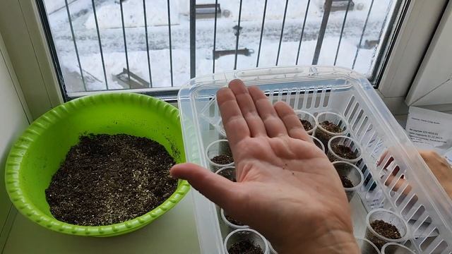 ПЕНТАС (Египетская звезда) выращивание из семян! Пентас без пикировки!