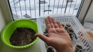 ПЕНТАС (Египетская звезда) выращивание из семян! Пентас без пикировки!