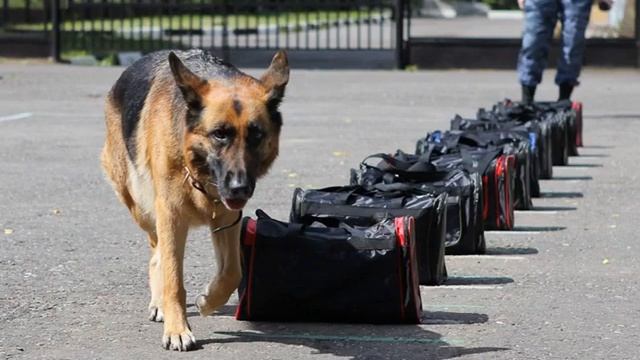 Собаки спасатели на воде и в горах: породы водолазы смотреть онлайн