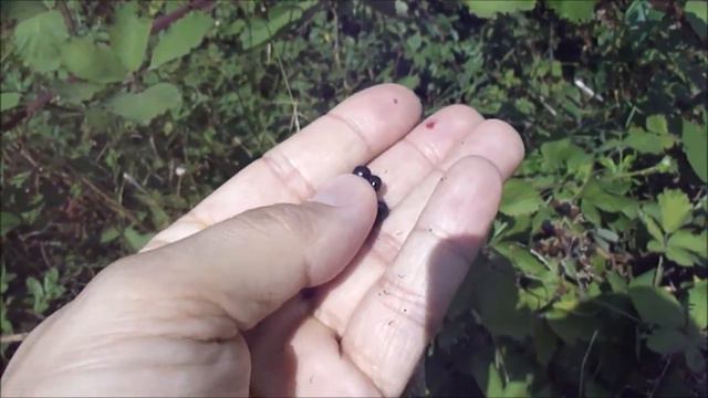 ежевика для Анны Счастливой