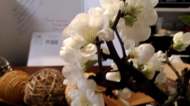 23 января 2019 г. Цветение кокедама(Айва) смотреть онлайн