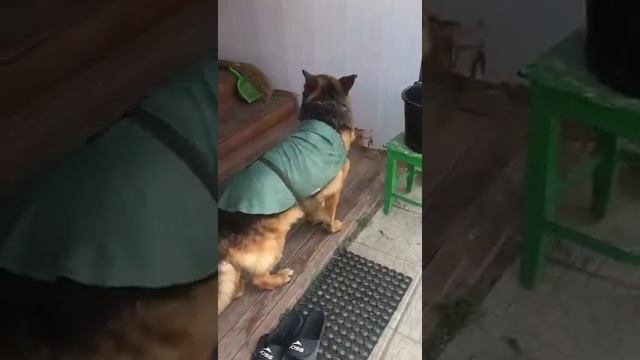 Персей в охлаждающей попонке смотреть онлайн