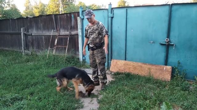 Оставаться дома. Как приучить собаку не выбегать за калитку? смотреть онлайн