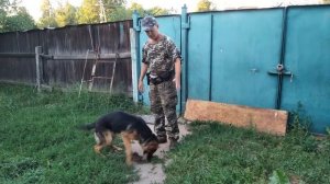 Оставаться дома. Как приучить собаку не выбегать за калитку?