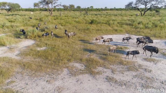 World Of Animals 4K - Scenic Wildlife Film With Calming Music