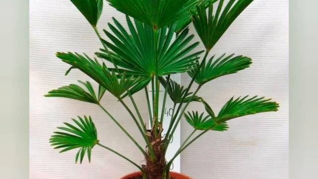 Цветок пальма 🌴 пальма гуллари смотреть онлайн