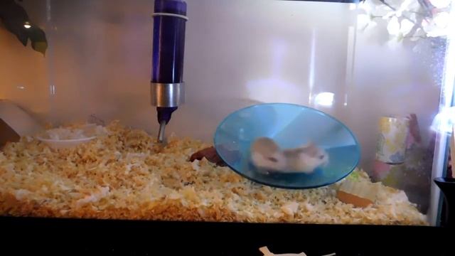 Hamster Flying Saucer смотреть онлайн