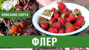 Клубника. Описание сорта Флер. Айтжанова Светлана Дмитриевна о сортах земляники.