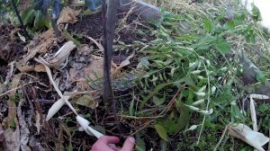 Жёлтая черешня Желточек и колоновидная черешня Хелена. Выращивание черешни в Челябинске без укрытия