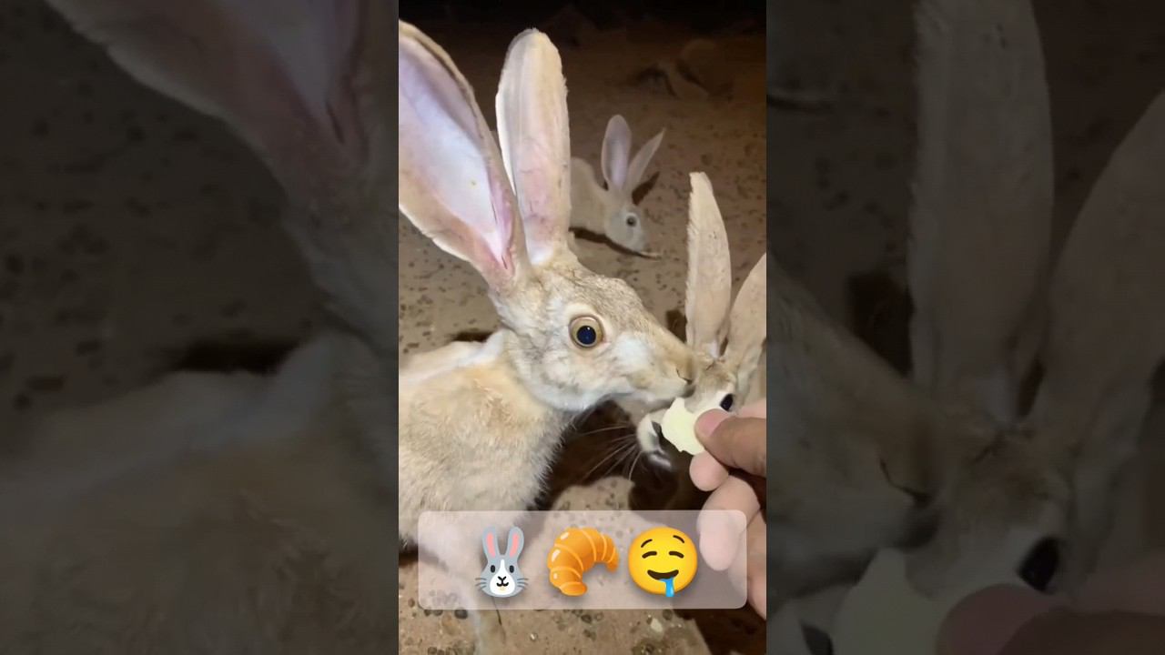 Самый вкусный... смотреть онлайн