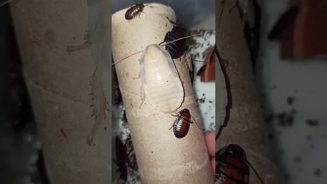 Малыши мадагаскарского таракана в четвёртой линьке. смотреть онлайн