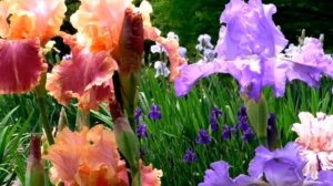 ИРИСЫ, ИРИСЫ, ИРИСЫ...